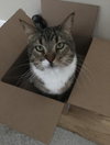 Stewie - Photo 2