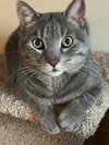 Beasty Boy - Photo 1