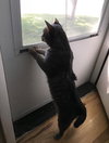 Beasty Boy - Photo 2