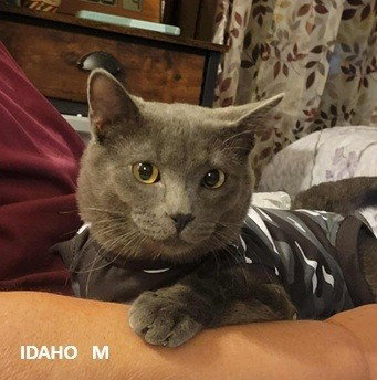 Idaho, Tripod, Young Domestic Short Hair, cat for adoption in Northglenn, Colorado