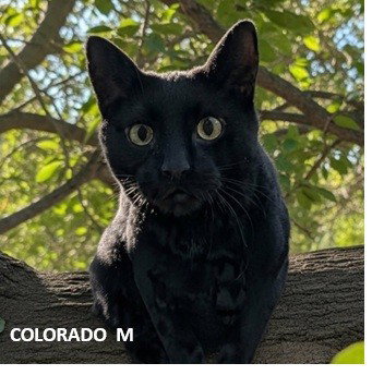 Colorado, Young Domestic Short Hair, cat for adoption in Northglenn, Colorado