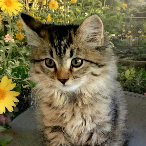 picture of the cat needing adoption