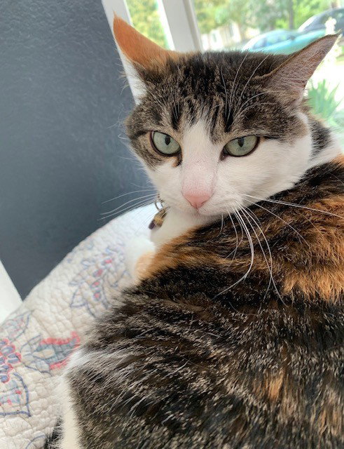 MARY JANE - Domestic Medium Hair / Calico available for adoption