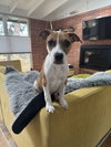 Billy - Photo 3