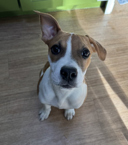 picture of the dog needing adoption