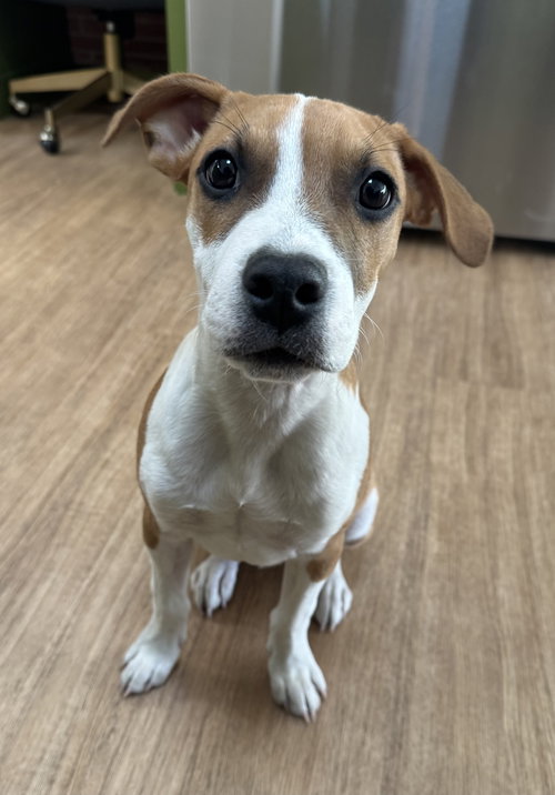 BILLY - Boxer / Beagle available for adoption