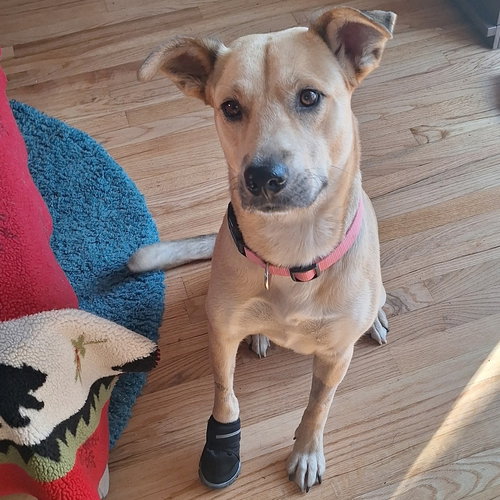 picture of the dog needing adoption