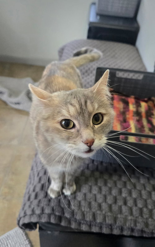 Baby Cakes, Adult Domestic Short Hair, cat for adoption in Northglenn, Colorado