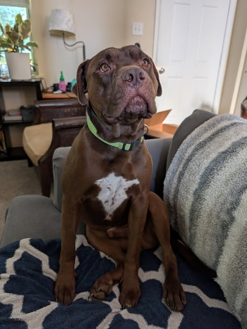 HERSHEY COURTESY LISTING - Pit Bull Terrier available for adoption