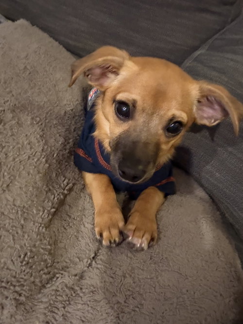 picture of the dog needing adoption