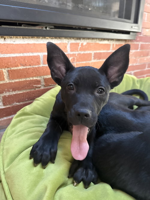 picture of the dog needing adoption