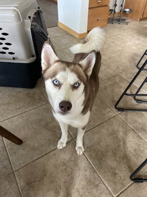 picture of the dog needing adoption