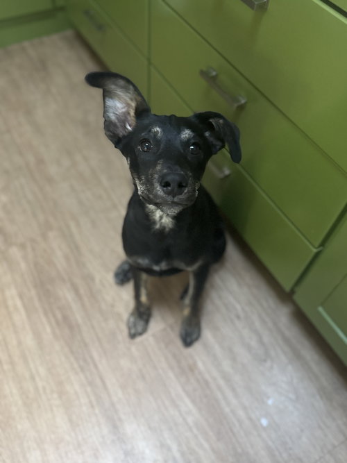 Miguel, an adoptable Doberman Pinscher in Evergreen, CO