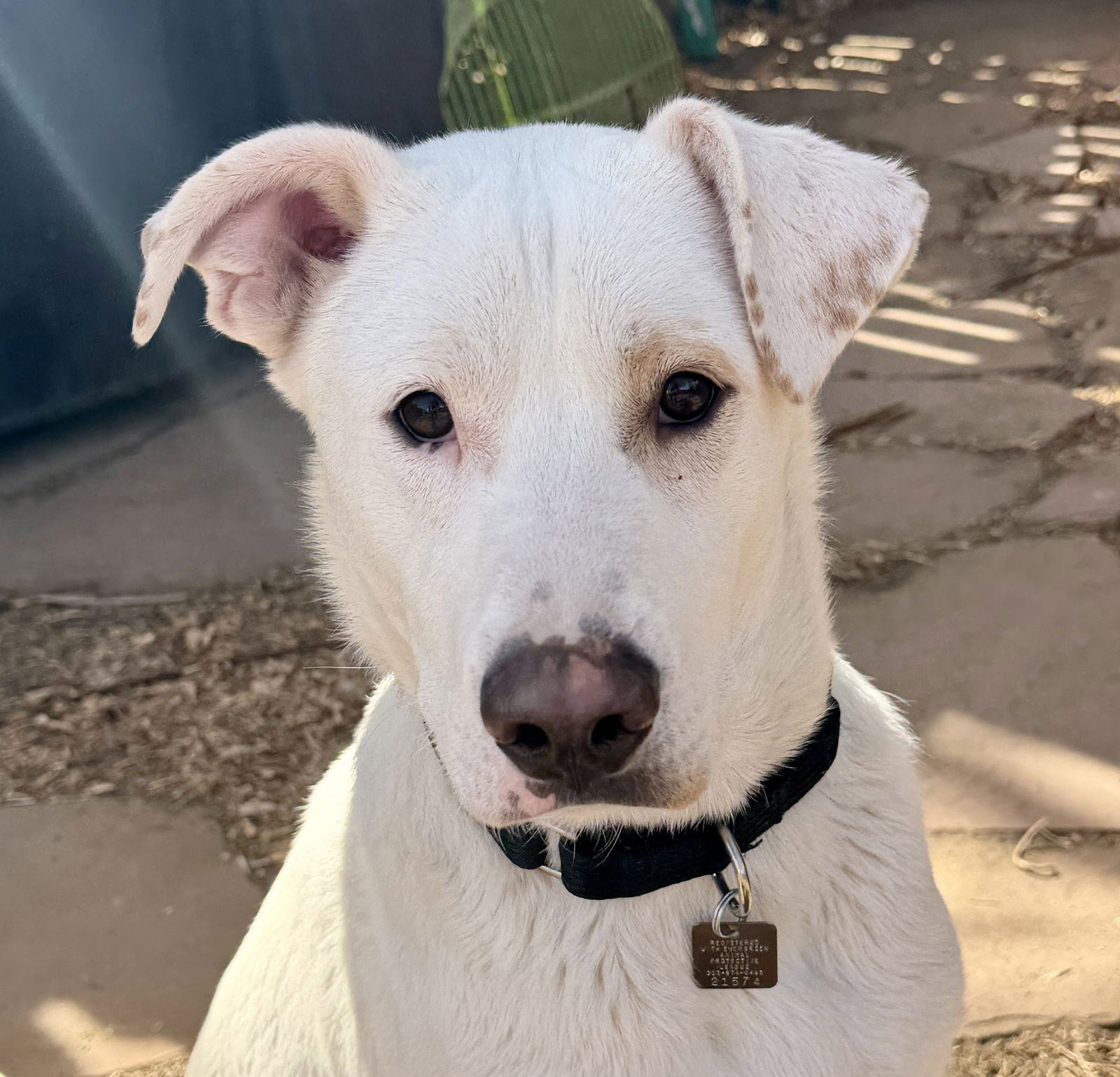 Gus Image