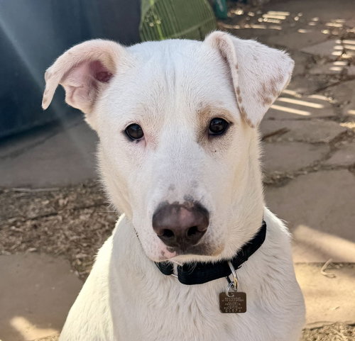 Gus, an adoptable Labrador Retriever in Evergreen, CO