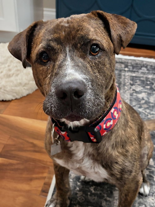 Dinamo, an adoptable American Staffordshire Terrier in Evergreen, CO