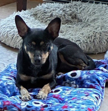 picture of the dog needing adoption