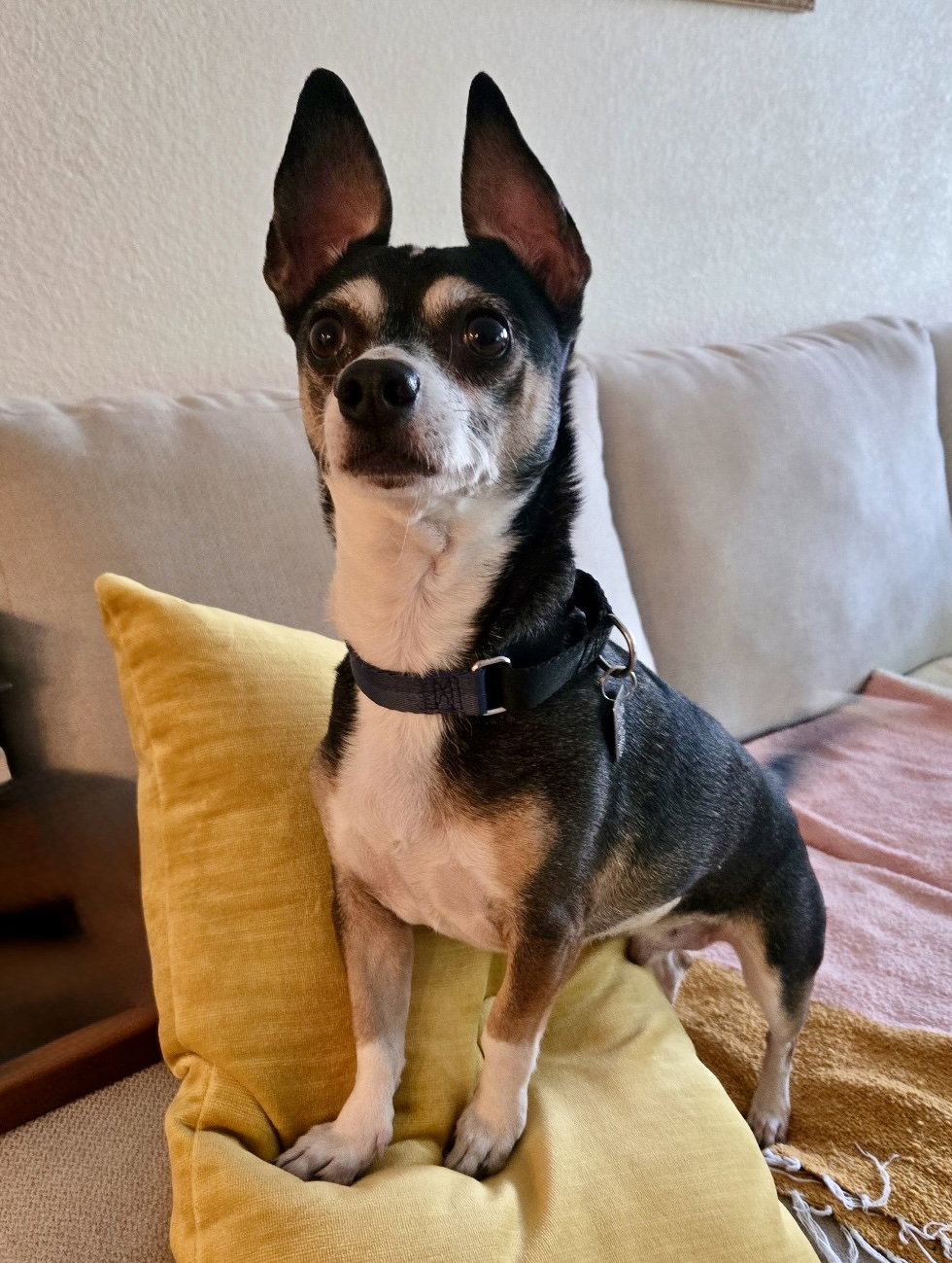 Charlie Image