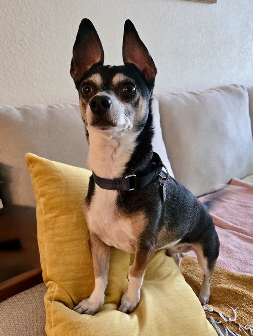 picture of the dog needing adoption