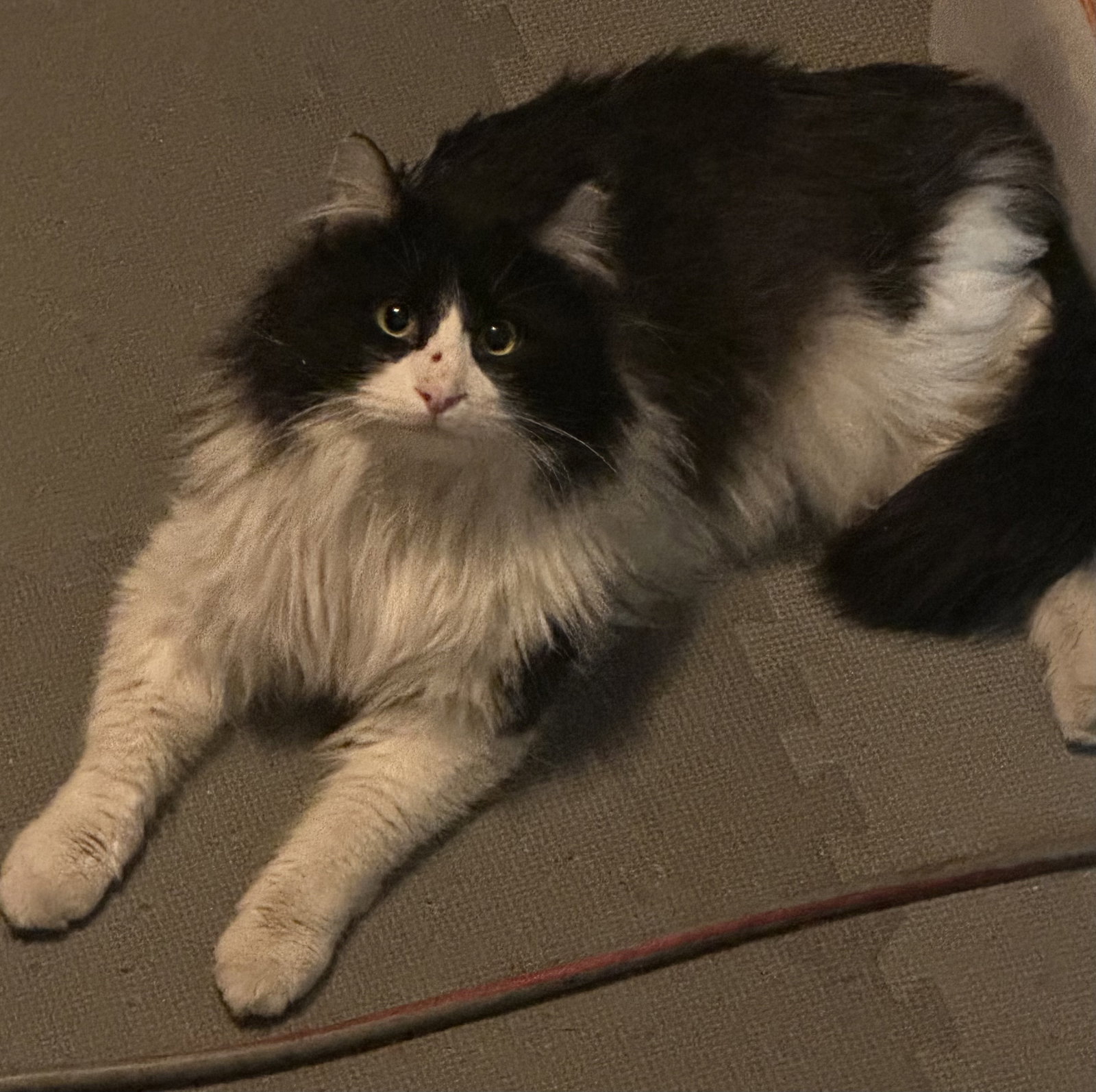Tux Image