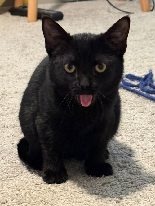 picture of the cat needing adoption