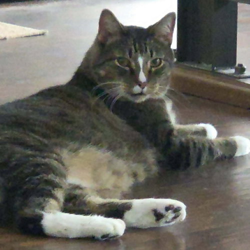 picture of the cat needing adoption