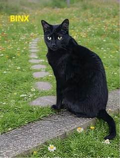 Binx Image
