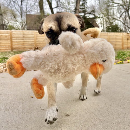Winston, an adoptable Pug in Evergreen, CO