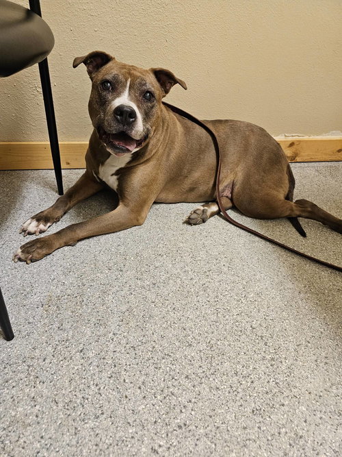 picture of the dog needing adoption