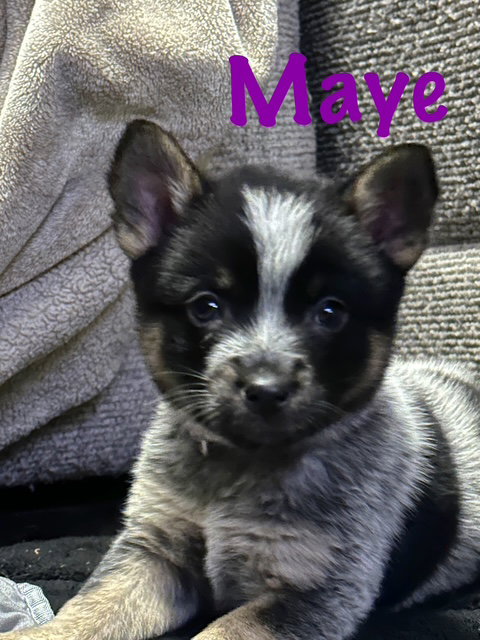 Maye Image