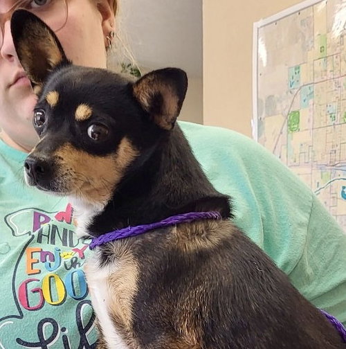 Stidham, an adoptable Chihuahua in Evergreen, CO