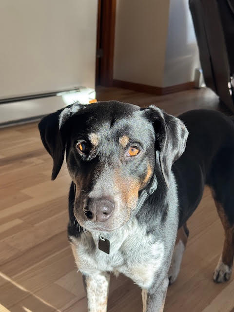 Speckles, an adoptable Border Collie in Evergreen, CO