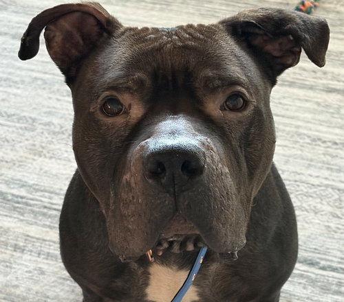 Tank courtesy listing, an adoptable Pit Bull Terrier in Evergreen, CO