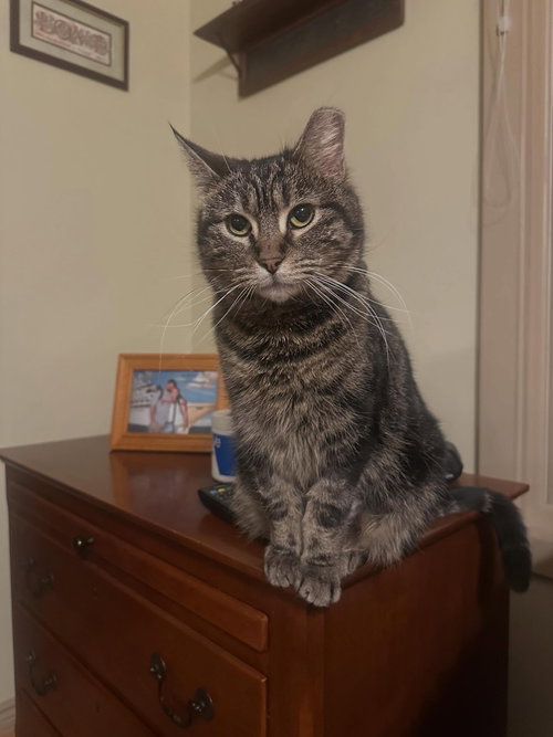 Dechen, an adoptable Domestic Long Hair in Evergreen, CO