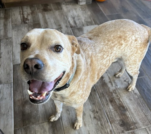 picture of the dog needing adoption