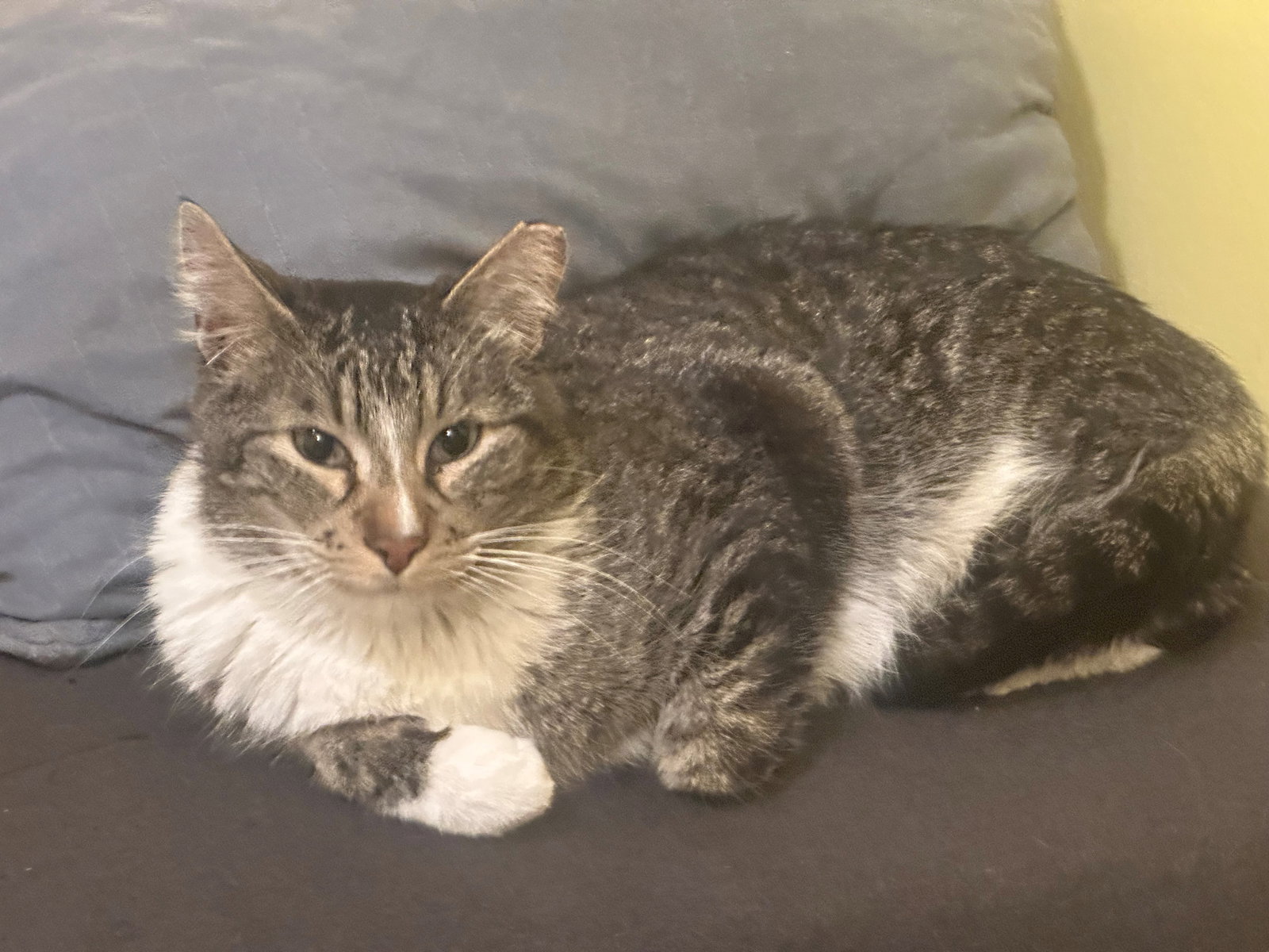 Charlie Image
