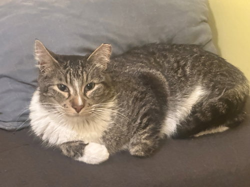 picture of the cat needing adoption