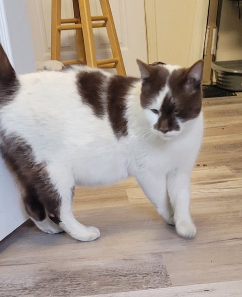 Cinnamon, an adoptable Domestic Short Hair in Evergreen, CO
