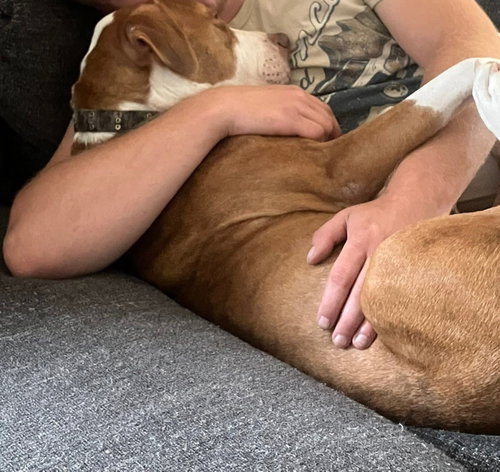 picture of the dog needing adoption