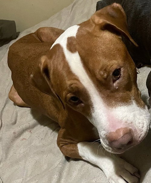 Peanut courtesy listing, an adoptable Pit Bull Terrier in Evergreen, CO