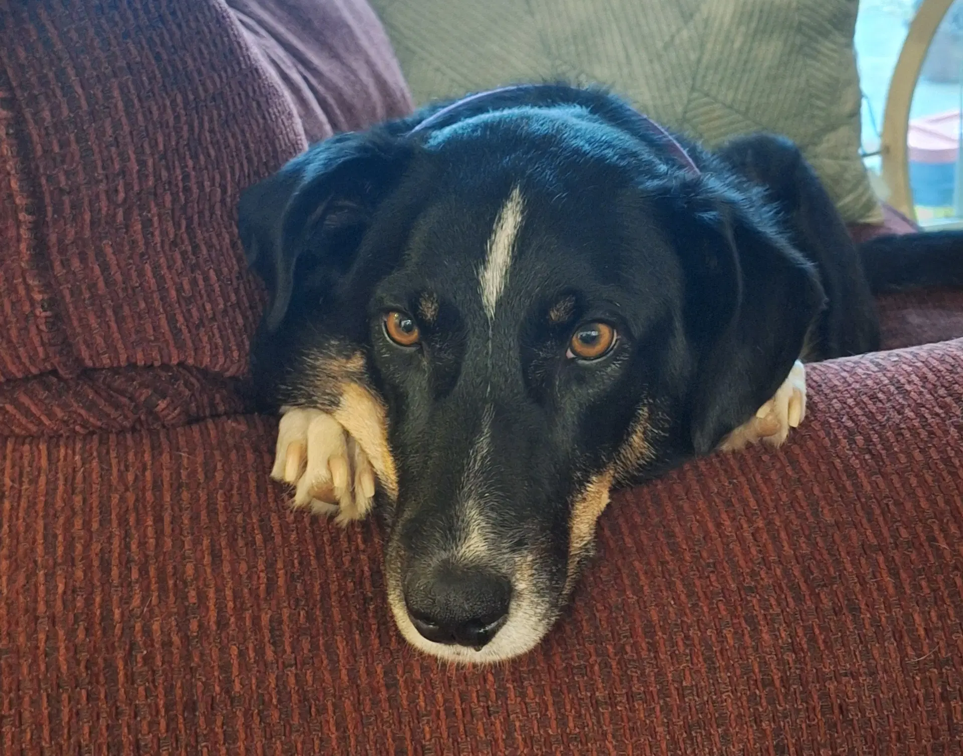 Lily - Border Collie