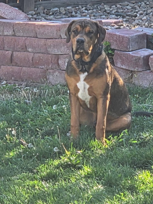 picture of the dog needing adoption