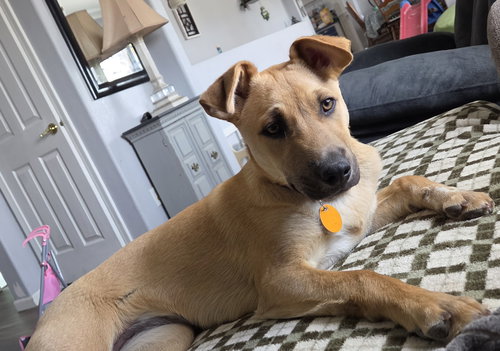 Marlee, an adoptable Shepherd in Evergreen, CO
