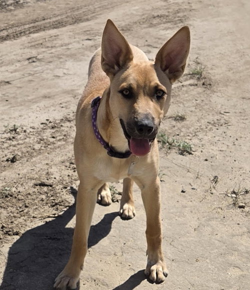 Marlee, an adoptable Shepherd in Evergreen, CO