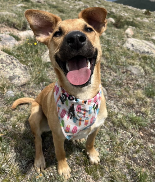 Marlee, an adoptable Shepherd in Evergreen, CO