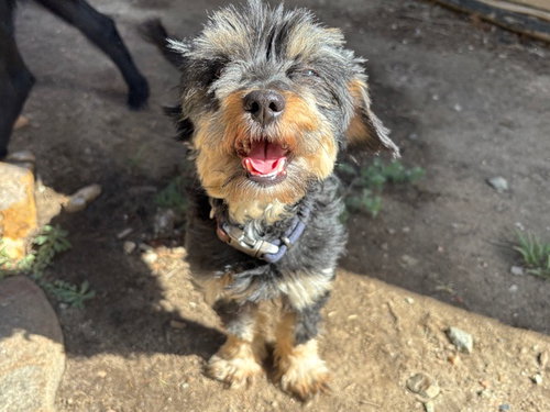Blake, an adoptable Yorkshire Terrier Yorkie in Evergreen, CO