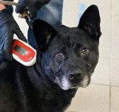 Liv, an adoptable Australian Cattle Dog in Evergreen, CO