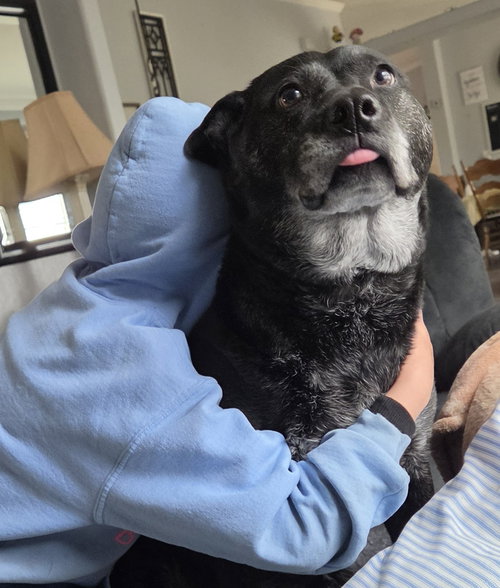 Liv Sponsored Adoption Fee, an adoptable Australian Cattle Dog in Evergreen, CO