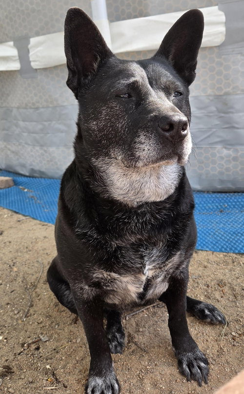 Liv Sponsored Adoption Fee, an adoptable Australian Cattle Dog in Evergreen, CO