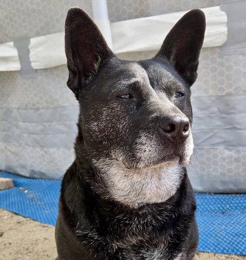 Liv Sponsored Adoption Fee